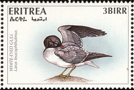 White-eyed Gull (Larus leucophthalmus)