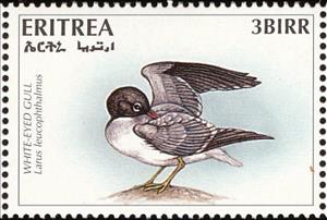 Stamp, White-eyed Gull (Larus leucophthalmus), Eritrea,  , Birds, Gulls, Animals (Fauna)