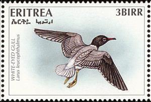 Stamp, White-eyed Gull (Larus leucophthalmus), Eritrea,  , Birds, Gulls, Animals (Fauna)