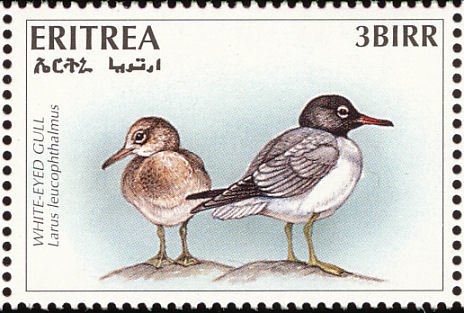 White-eyed Gull (Larus leucophthalmus)