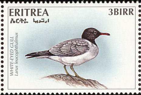 White-eyed Gull (Larus leucophthalmus)