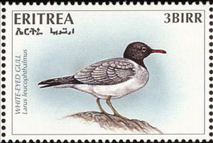 Stamp, White-eyed Gull (Larus leucophthalmus), Eritrea,  , Birds, Gulls, Animals (Fauna)
