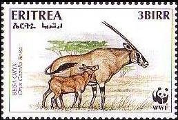 Beisa Oryx (Oryx beisa)