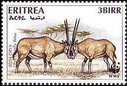 Beisa Oryx (Oryx beisa)