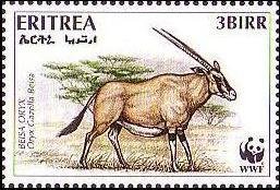 Beisa Oryx (Oryx beisa)