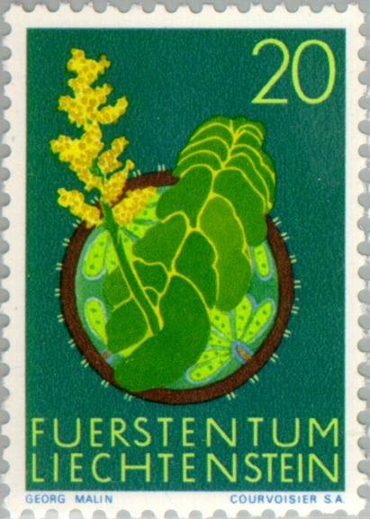 Moonwort  (Botrychium lunaria) 