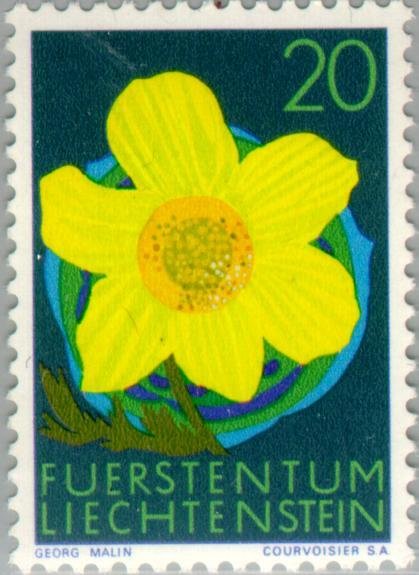 Alpine Pasqueflower (Pulsatilla alpina)
