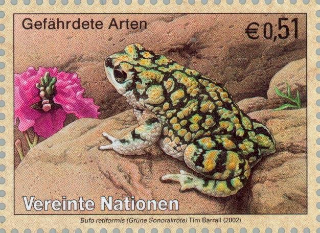 Sonoran Green Toad (Bufo retiformis)