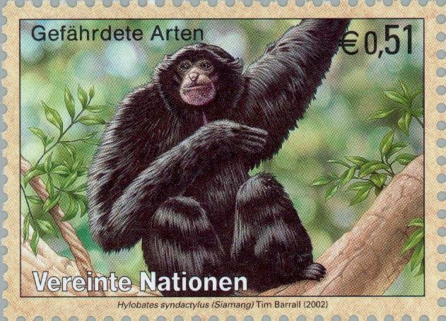 Siamang (Hylobates syndactylus)