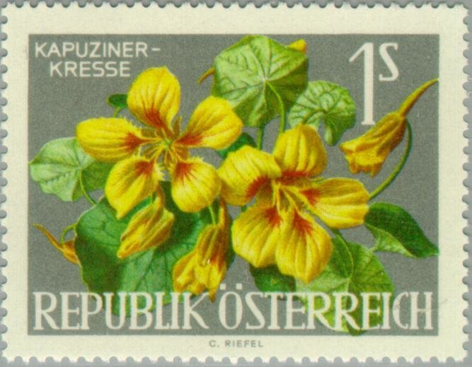 Nasturtium (Tropaeolum majus)