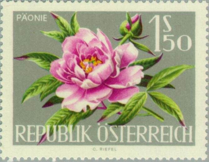 Peony (Paeonia officinalis)