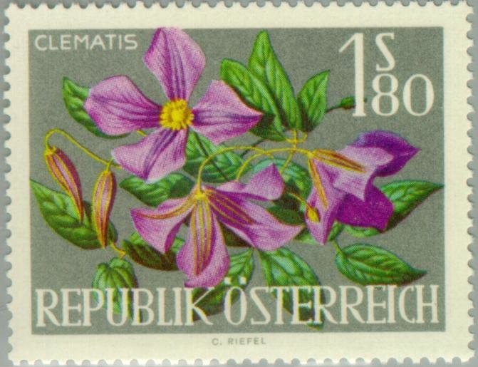 Clematis (Clematis Hybrid)