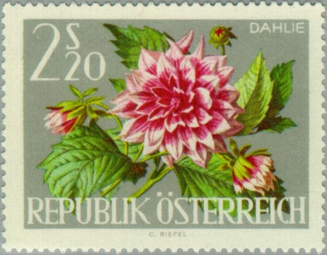 Dahlia (Dahlia hybrida)