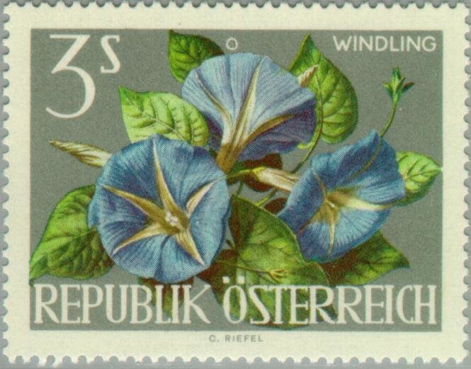 Japanese Morning Glory (Ipomoea nil)
