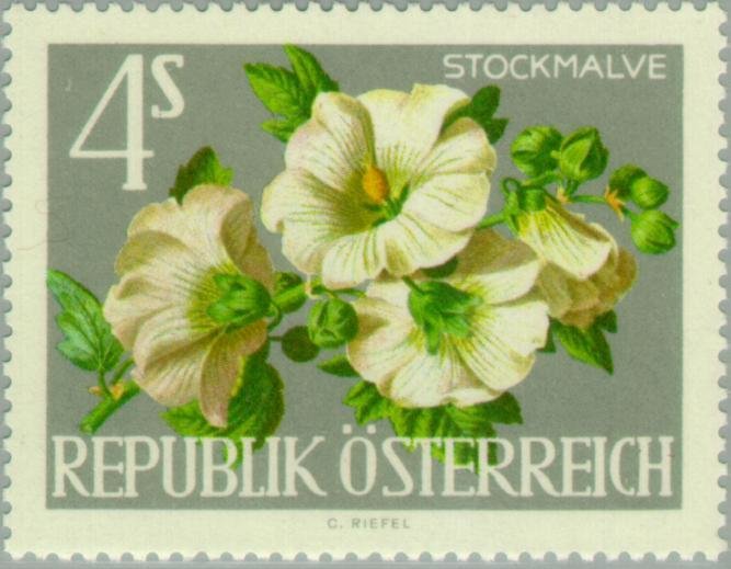 Hollyhocks (Althaea rosea)