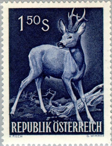 European roe deer (Capreolus capreolus)