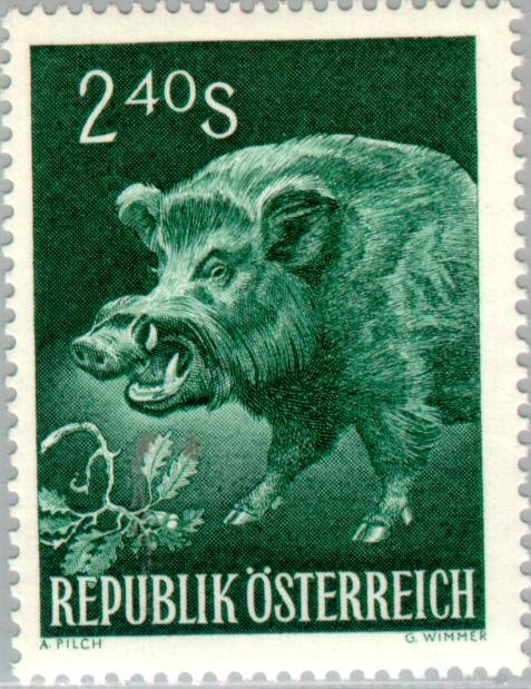 Wild boar (Sus scrofa)