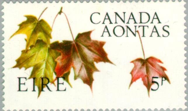 Maple Leaves