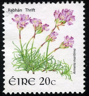 Thrift - Armeria maritima