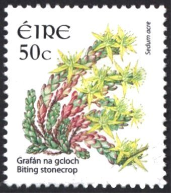 Biting Stonecrop - Sedum acre