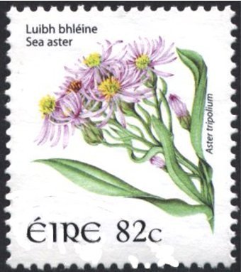 Sea Aster - Aster tripolium