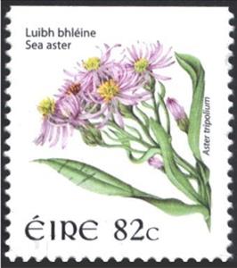 Stamp, Sea Aster - Aster tripolium, Ireland,  , Flowers, Plants (Flora)