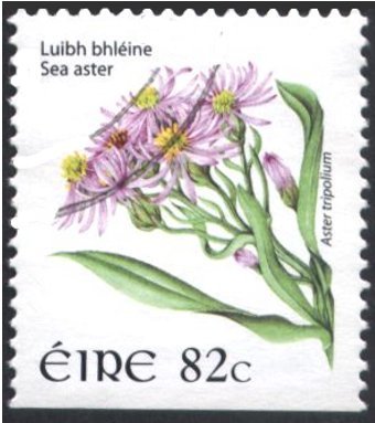 Sea Aster - Aster tripolium
