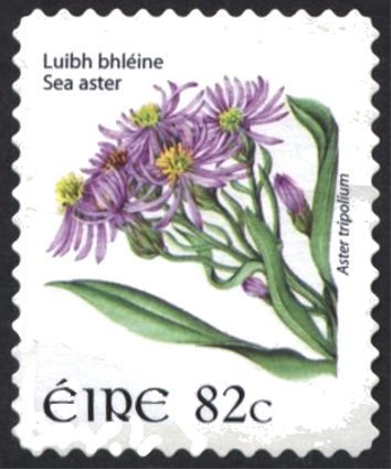 Sea Aster - Aster tripolium