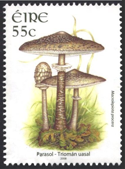 Parasol - Macrolepiota procera
