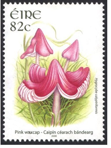 Pink Waxcap - Hygrocybe calyptriformis