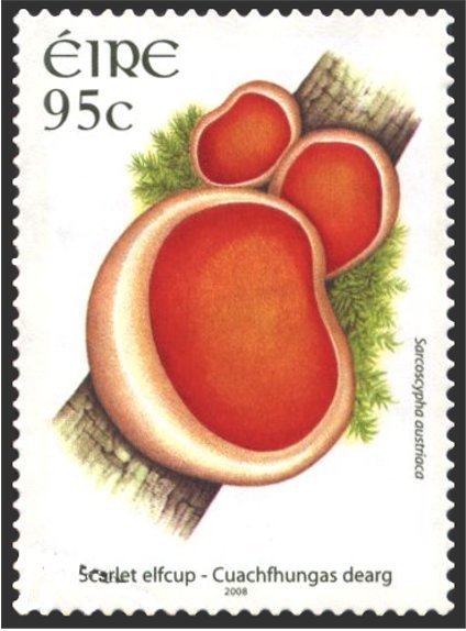 Scarlet Elfcup - Sacroscypha austriaca