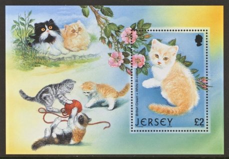 British Cream/White Bi-colour Cross (Felis silvestris catus)