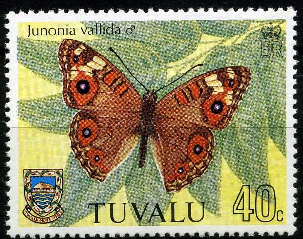Meadow Argus (Junonia villida)