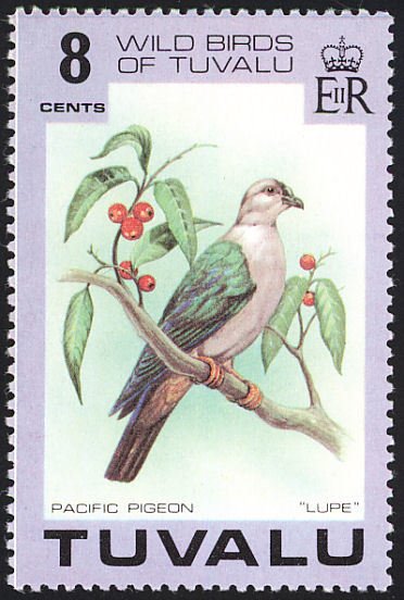 Pacific Imperial-pigeon (Ducula pacifica)