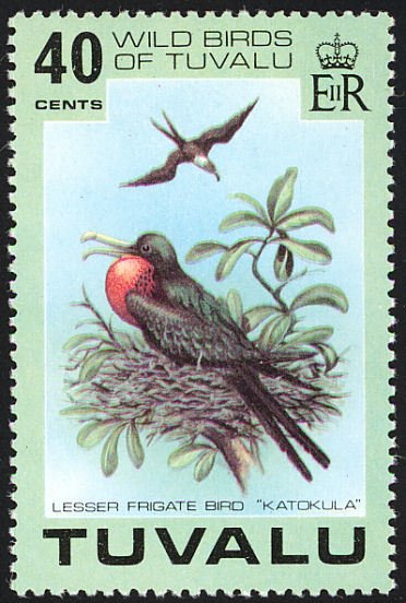 Lesser Frigatebird (Fregata ariel)