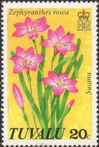 Stamp, Zephyrantes rosea, Tuvalu,  , Flowers, Plants (Flora)