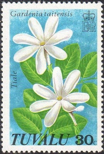 Gardenia taitensis