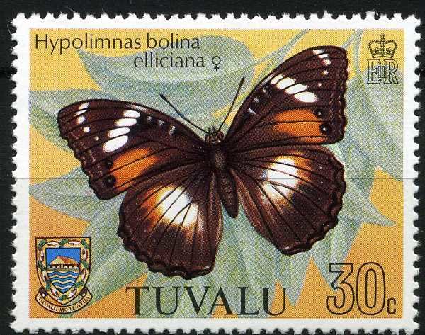 Common Eggfly (Hypolimnas bolina ssp. elliciana)