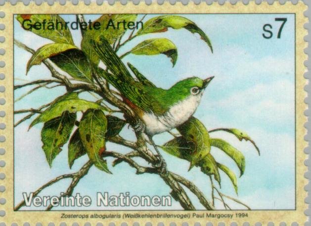 White-chested White-eye (Zosterops albogularis)