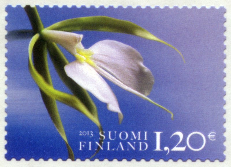 Orchid (Coilostylis parkinsoniana)