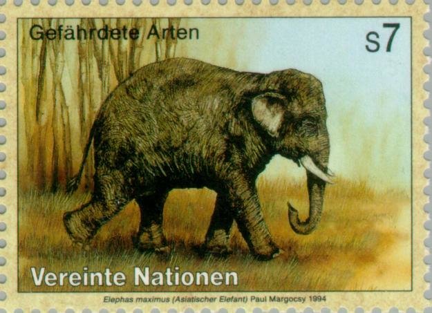 Asian Elephant (Elephas maximus)