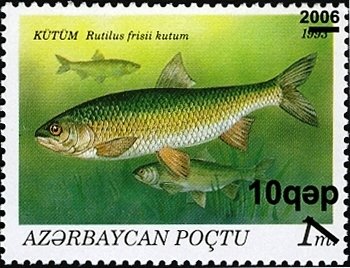 Caspian Kutum (Rutilus frisii kutum)