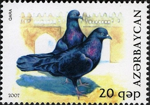 Pigeon (Columba livia forma domestica)