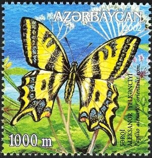Southern Swallowtail (Papilio alexanor orientalis rom)