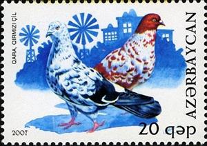 Stamp, Pigeon (Columba livia forma domestica), Azerbaijan,  , Birds, Pigeons