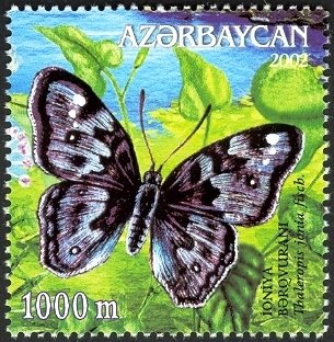 Ionian Emperor (Thaleropis jania)
