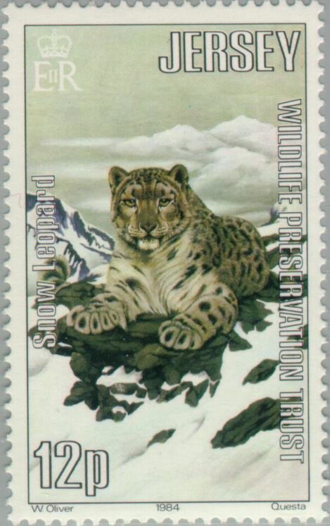 Snow Leopard (Panthera uncia)
