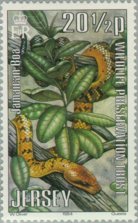 Jamaican Boa (Epicrates subflavus)