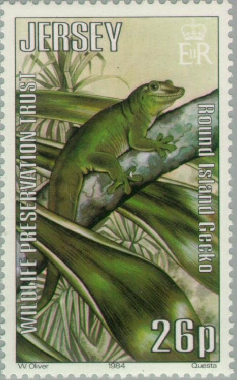 Round Island Day Gecko (Phelsuma guentheri)