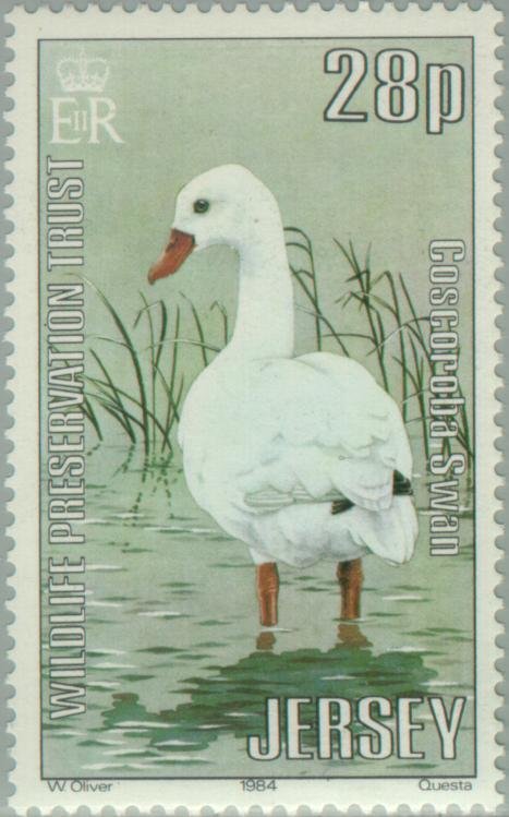 Coscoroba Swan (Coscoroba coscoroba) 